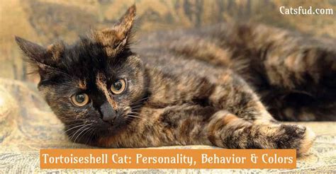 Tortoiseshell Cat Personality Behavior And Colors Catsfud