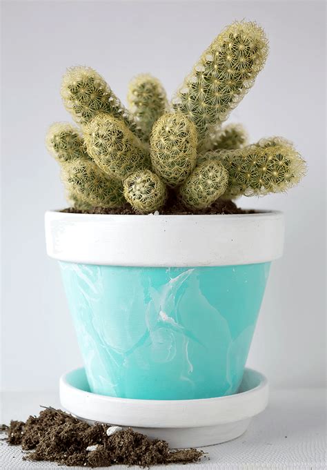 Enjoy Your Mini Cactus Plant How To Care Add Interest To Your Study