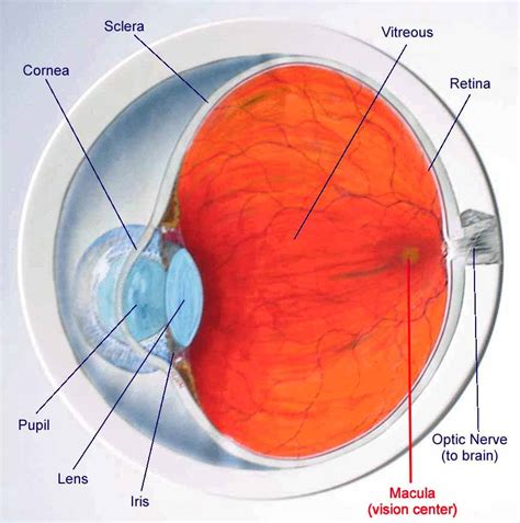 Detached Retina Causes Symptoms Treatment Detached Retina