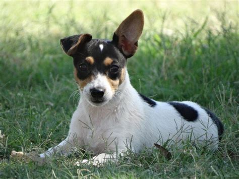 Miniature Fox Terrier Breed Guide Info Pictures Care And More Pet Keen