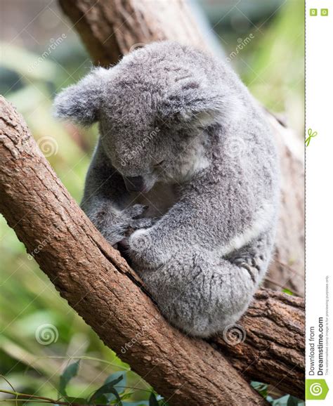 Cute Koala Sleeping Australia Stock Photo Image Of Gray Animal