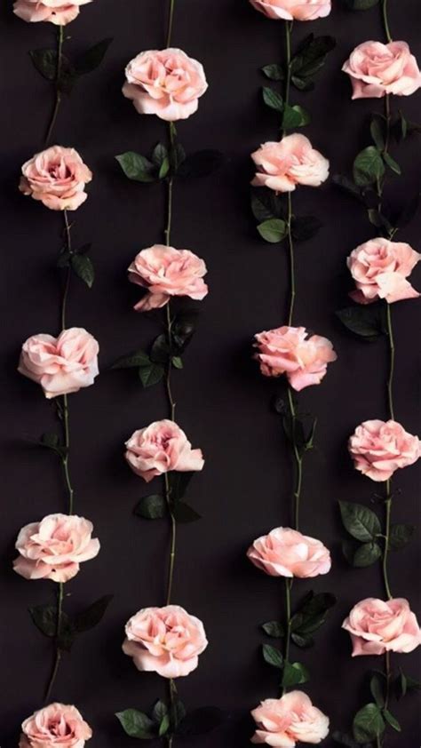 Rose Wallpaper Flowers Background Download Free Mock Up