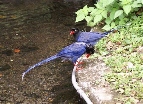 Zanya i would like to sleep in a hamburger bed one day.*what*. SONY台灣藍鵲 - MyChat 數位男女 生態.風景