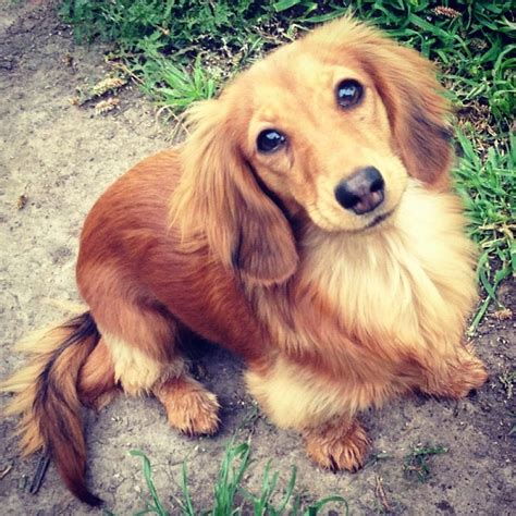 What Moose Will Look Like When He Grows Up Funny Dachshund Mini