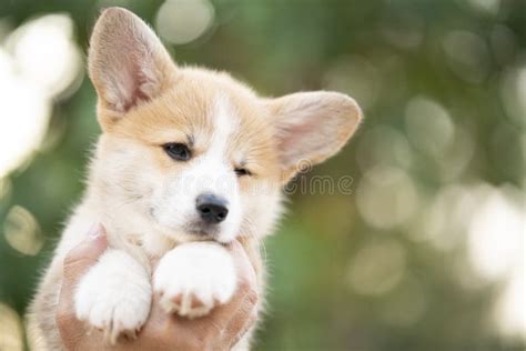 Corgi Puppy Baby Dog In Hand In Summer Sunny Day Stock Photo Image Of