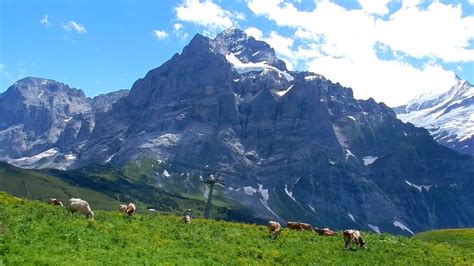 Cow Bells In Swiss Alps Youtube