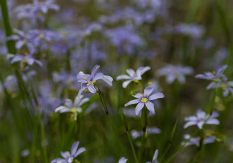 How To Grow And Care For Blue Eyed Grass Plant