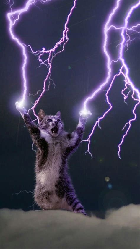 lightning cat wallpaper gallery