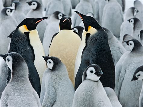 Emperor Penguins Antarctica