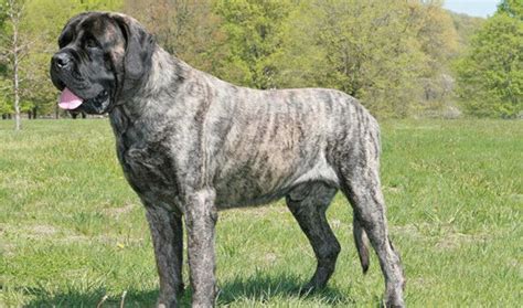 They are loving companions for the pet owners who can afford its enormous size and can bear its mastiff as a giant dog breed lives a relatively short life than many other breeds due to their huge size. Tim wants an English mastiff...I love the reverse brindle ...