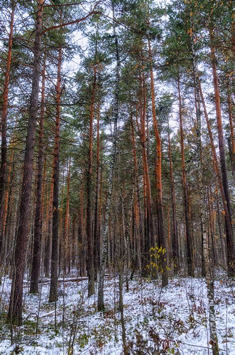 Conifers can grow quite happily alongside deciduous trees in many biomes, like the temperate deciduous biome some animals rely only partially on coniferous forests and travel elsewhere for other sources of food and cover. Free Images : landscape, tree, wilderness, branch, cold ...