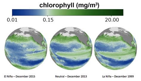 Understanding The 201516 El Niño And Its Impact On Phytoplankton