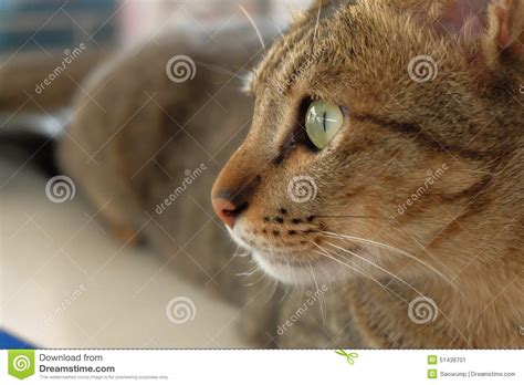 In out cat shop you will find : Cat face side look stock image. Image of face, look, green ...