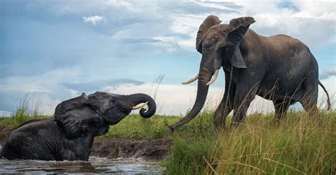 25 Breathtaking Photos Of Elephants ~ Amazing