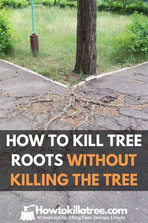 How To Kill Tree Roots Without Killing Tree Sewer Yard And Driveway