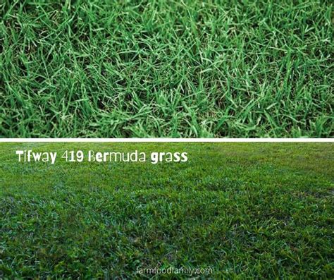 21 Types Of Bermuda Grass For Lawn Hay Is Bermuda A Good Grass
