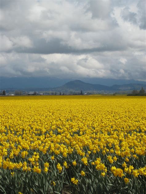 Daffodils And Clouds By Kellybean1998 On Deviantart