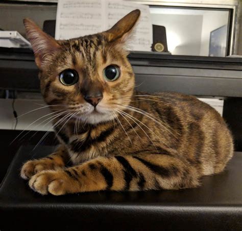 19 Cats With Puppy Dog Eyes Cats Dogs And Puppies Puppy Dog Eyes