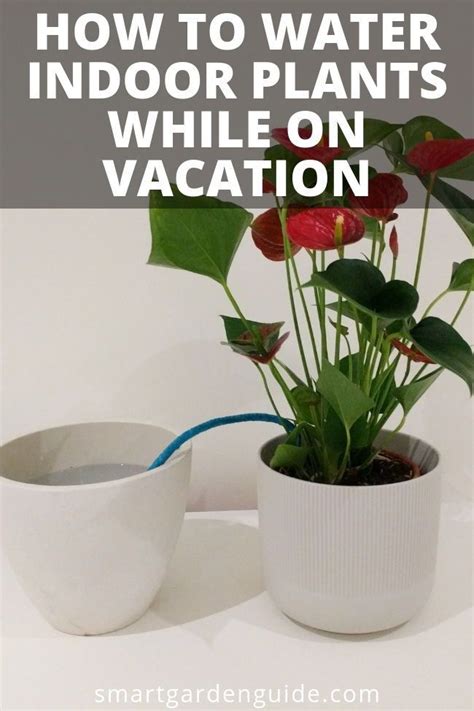 How To Water Indoor Plants While On Vacation Learn About All The