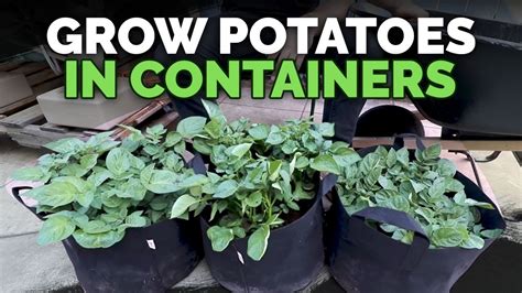 How To Grow Potatoes In Containers Hilling Up Process Explained Youtube