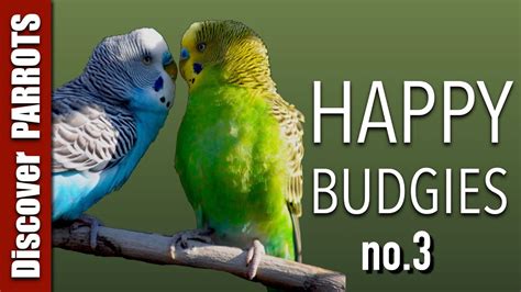 Happy Budgies 3 Budgerigar Sounds To Play For Your Parakeets