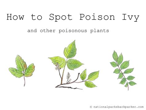 How To Spot Poison Ivy National Parks Backpacker
