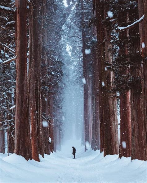 Winter Wonderland Enchanted Forest