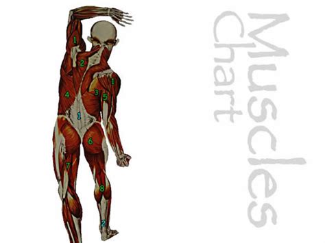Freetrainers.com has a vast selection of exercises which are used to get started, choose a muscle group either on the muscle chart or in the muscle list on this page. Muscles- Chart Back