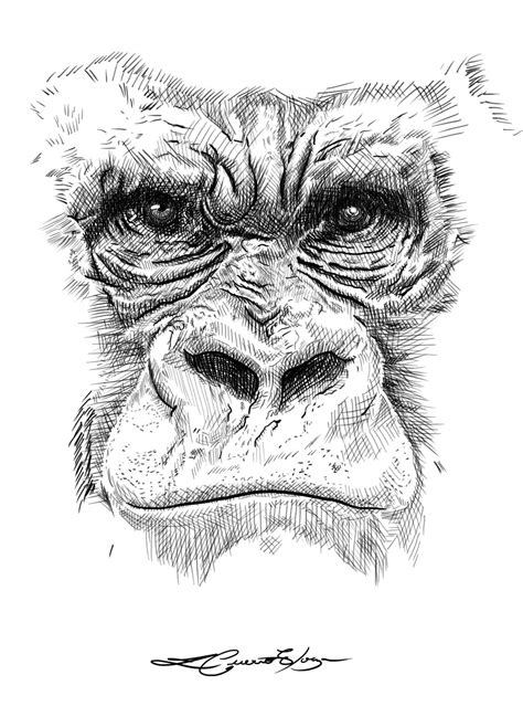 One Eyed Gorila José Cuervo Elorza Pencil Drawings Of Animals Pen Art