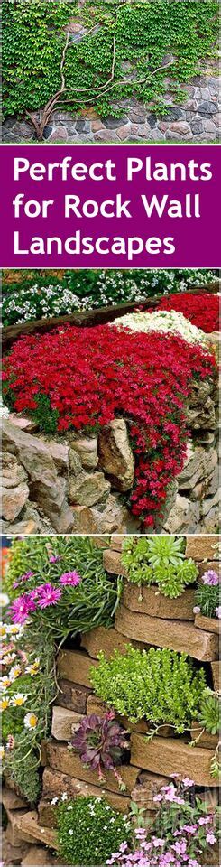 A rock wall garden is a great way of making your garden unique; Perfect Plants for Rock Wall Landscapes ~ Bless My Weeds
