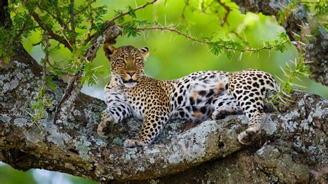 Wildlife Holidays In Zambia Naturetrek