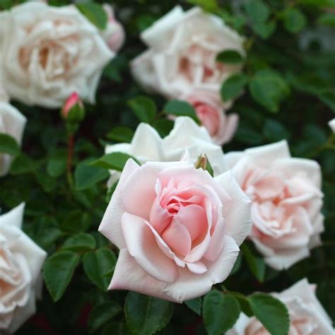 Pretty In Pink Eden Climbing Rose Plant Potted Fragrant Pink Etsy