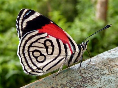 Diaethria Anna Butterfly Species Butterfly Pictures Beautiful