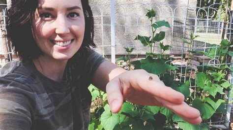 Releasing Ladybugs And Wasps In The Organic Garden Youtube