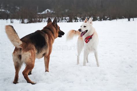 Active Walk With Two Dogs In Snow Black And Tan German Shepherd And