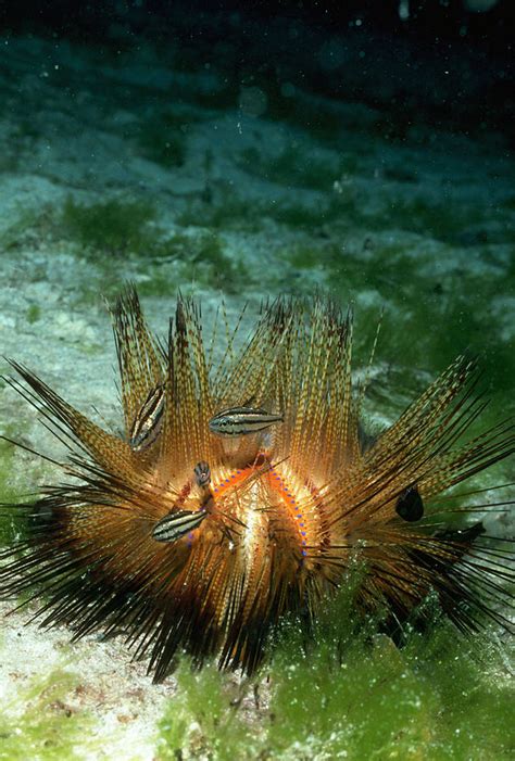 Sea Urchin And Crown Of Thorns Photograph By Frederick R Mcconnaughey