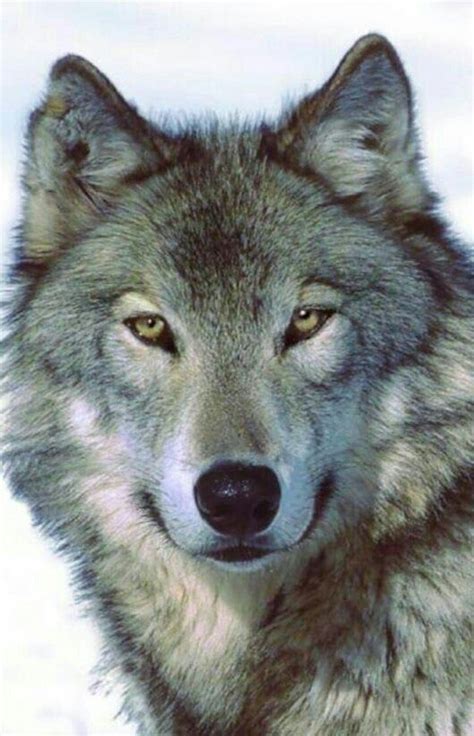 Pin By Julian Gonzalez On Uncle Trashcan Wolf Eyes Wolf Photos Wolf