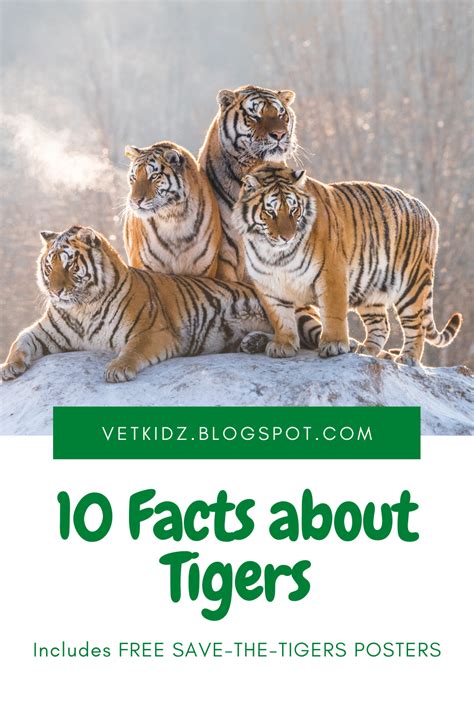 10 Facts About Tigers
