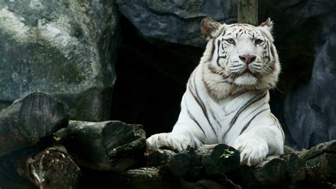 2560x1440 Big White Tiger Hd 1440p Resolution Hd 4k Wallpapers Images