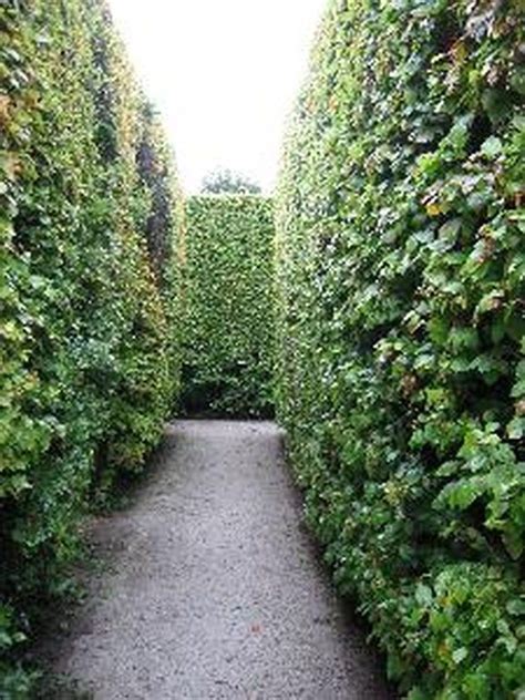 The Best Type Of Evergreen Privacy Hedge Hunker Shrubs For Privacy