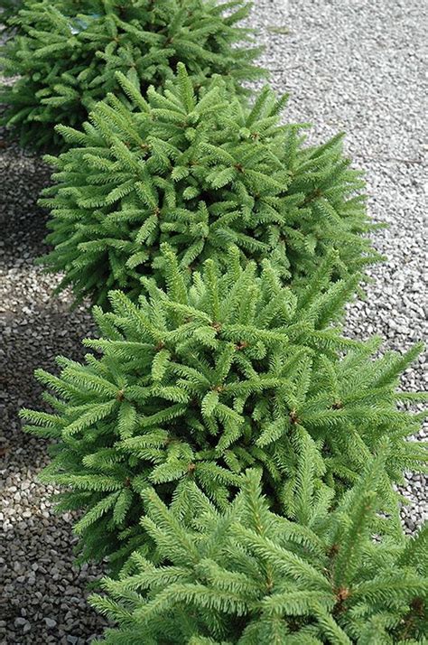 8 X 5 Tolleymore Norway Spruce Picea Abies Tolleymore At English