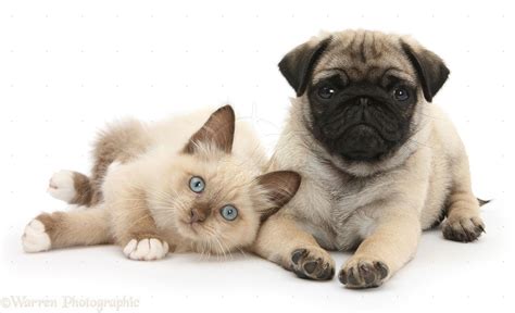 Pug And Kitten Baby Puppies Dogs And Puppies Doggies Russian Cat
