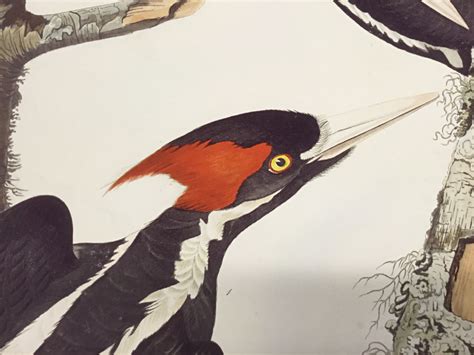 ivory billed woodpecker introductory priced princeton audubon prints