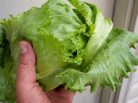 Photo Of The Entire Plant Of Lettuce Lactuca Sativa Igloo Posted By