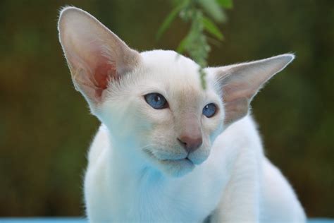 Free Images Hair White Animal Cute Pet Fur Portrait Fluffy