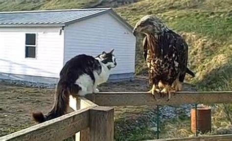 Great horned owls, common in north and south america, eat skunks, raccoons, squirrels, falcons, other owls and even dogs and cats. An Eagle Attacks Cat Shown on Cat Cam Set on Eagle Nest