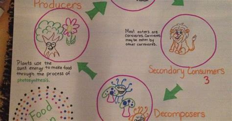 Food Chain 4th Grade Science Anchor Charts Pinterest Food Chains