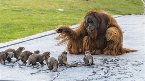 Orangutans And Otters Pictured Playing Together In Photos Shared By