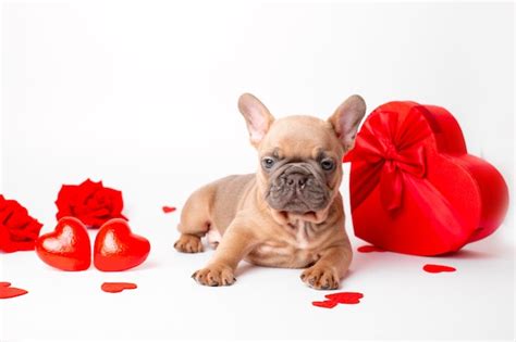 Premium Photo French Bulldog Puppy On Valentines Day Hearts Background