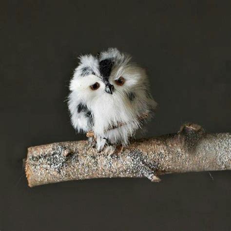 Tiny Fluffy Owl Animals Baby Owls Cute Animals